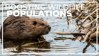 Researchers look to help boost Pacific Northwest wolf, beaver populations