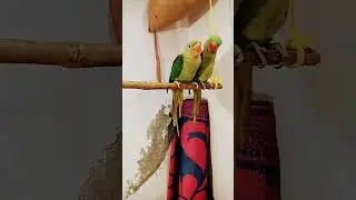 #bitu #parrot #peacock #cutebaby #lvlogs #sonu #talkingparrot #subscribe