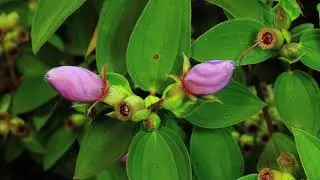 The Capitivating World of Plants- Flora of Kinmen│金門國家公園│Kinmen National Park
