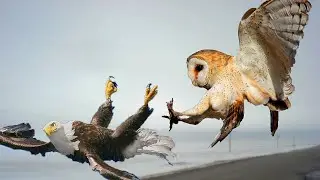 Owl In Action. Perfect Predator That Even Eagles Are Afraid Of !!!