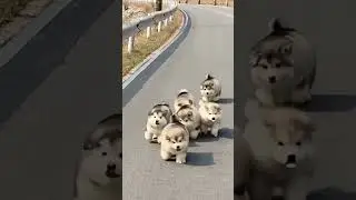 Funny Dog Videos | Candid Moments of Adorable Pets Going Wild &ndash; Rare and Unforgettable Scenes