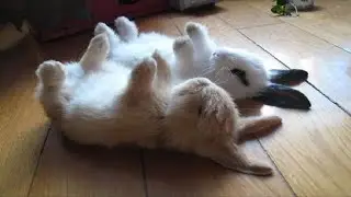 Funny Baby Bunny Rabbit Videos #2 - Cute Rabbits Compilation 2018