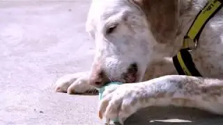 Dog Tales with Andrea Hayes Returns