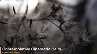 Contemplative Cinematic Calm