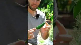 How To Grow Jalape&ntilde;o Peppers #gardening #gardeningtips #vegetablegarden