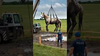 Pregnant Horse Struggles in Mud | Indian Village Rescue #PregnantHorse #MudPitRescue #Indian