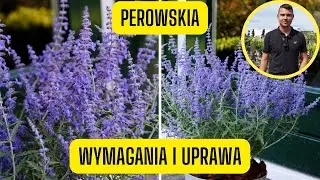 Perowskia – wymagania i uprawa szałwii rosyjskiej. Bylina o niskich wymaganiach