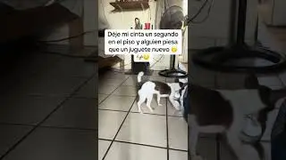 El es un juguet&oacute;n 🙃 🥰🐶 #parati #shorts