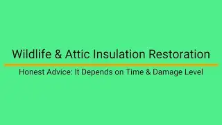 Wildlife in the Attic & Attic Restoration | Do I Need to Replace All the Insulation?