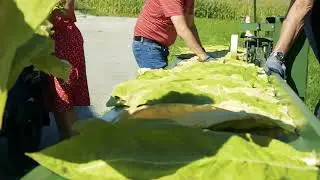 Tabakanbau in &Ouml;sterreich Teil 1 - Tabakernte