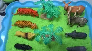 Tiger elephant and more animals in green sand tray