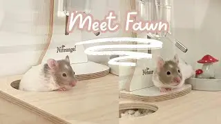 Meet Fawn! Mini Vlog 🤍🐹