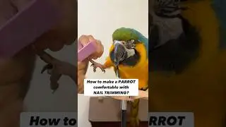 Как приучить попугая к стрижке когтей