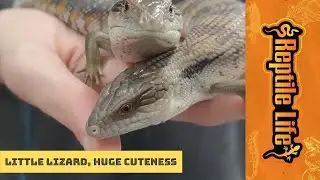Baby Eastern Blue Tongue Lizards | Reptile Life Ferntree Gully