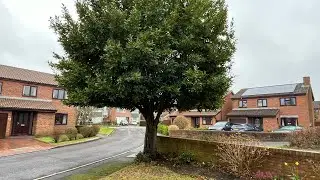 Unfortunately this Bay Tree has Outgrown its Position & Has to Go!😬
