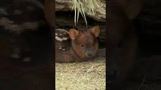 Meet Petal the pudu 🌼