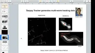 Serena Ding (Imperial): Shared Behavioral Mechanisms Underlie C. elegans Aggregation and Swarming
