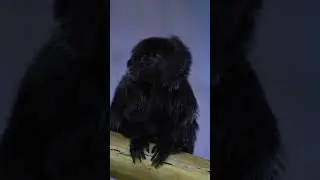 Goeldi's Monkey | Edmonton Valley Zoo #shorts