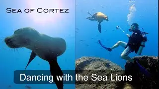 Diving the Sea of Cortez day 3: Dancing with the Sea Lions of San Francisquito!
