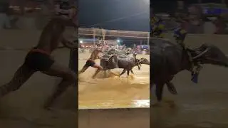 Kambala #kambala #trending #karnataka  #mangalore #south #village #race