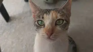 Beautiful Cat