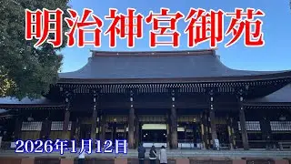 【明治神宮】参拝‼️日の出の時間に合わせて表参道から日の出を見てみた！