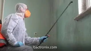 Mold Removal Services From Bactronix