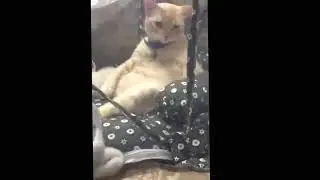 Throwback 2016 - MintGemuk new bed