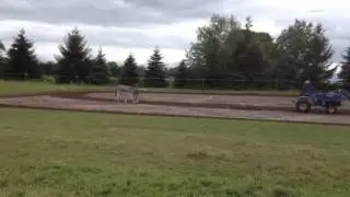 Donkey Antics
