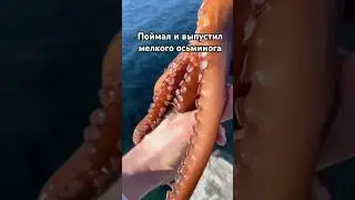#рыбалка #fishing #италия #осьминог #рыбалканафидер #рыба #море #морезимой #carpfishing #русскоеморе