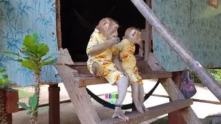 Just Waked Up Cute Little BB Monkey Yoko And Koko Obey Sitting Wait Mom For Fruits
