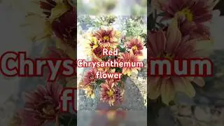 Sevanthi pookal | Red Chrysanthemum flower | #sevanthi #music #love #song