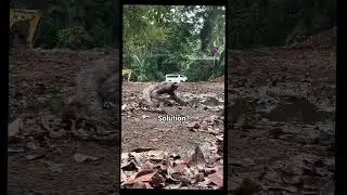 🦥Sloth on the Ground!