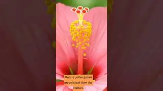 Hibiscus flower pollination || #plants #education #trendingshorts #youtubeshorts #botany #animation