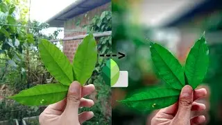 Blur Image Editing | Mobile Photography Editing like DSLR | Snapseed Photo Editing