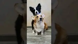 #dogtricks #bordercollie #corgitricks #newpuppy