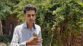 Baby bird Rescue Mission | किया इस छोटे से बच्चे को इसकी मां मिल पाएगी | Cloee bro?