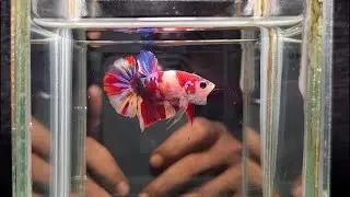 Cupang plakat multicollor yellow base