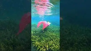 #mermaid #swimming in the #floridasprings in #zaleska by #finfolkproductions & #merbellastudios  &hearts;️