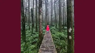 CLOUDFOREST