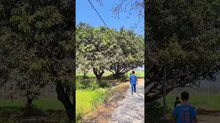 I had fun practicing today #shorts #minivlog #cricket