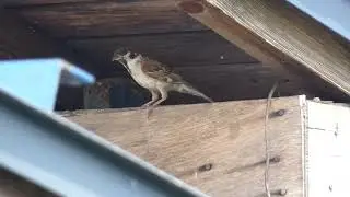 Nesting Eurasian Tree Sparrow vs Bird-scarers in Corn Field