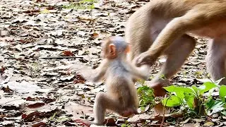 Oh Go..d! Monkey Liza dr....ag baby Nori to avoid  Bro Dawn to catch Nori