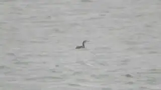 Red-throated Loon, Gavia stellata, Landtong Rozenburg, ZH, the Netherlands, 20 Oct 2023
