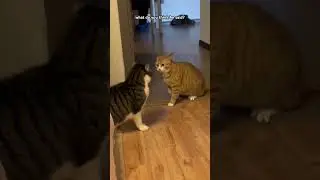 Cat Argument 😂