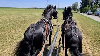 Kutsche mit Friesen im Galopp über eine Wiese. Kind hat riesigen Spaß 😃