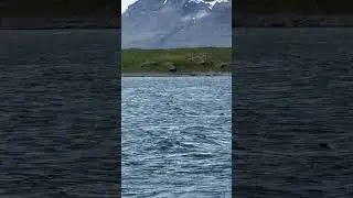 Vogelinsel Vigur bei &Iacute;safj&ouml;r&eth;ur