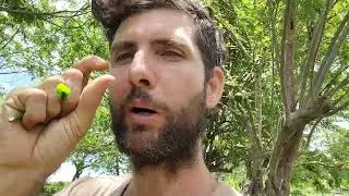 Katuk amazing perreniel edible green - permaculture plant.