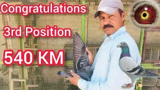 Congratulations MN Loft for Securing 3rd Position | Racer Pigeon