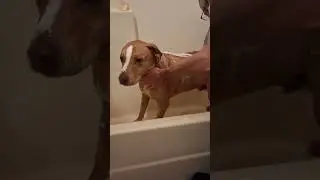 Lee puppy gets a bath. How many times will he jump? #dogtalk #pets #dogbathtime #puppy #pitiful 